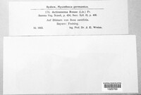 Diplocarpon rosae image